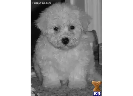 Bichon Frise