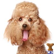 poodle puppy posted by shihtzu4