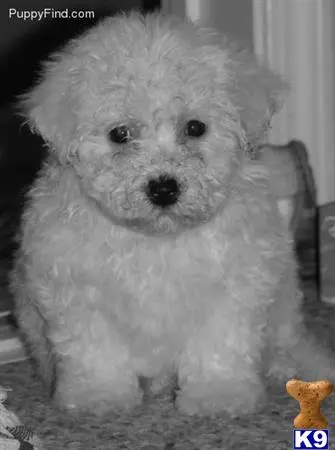 Bichon Frise puppy for sale