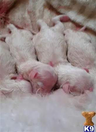 Bichon Frise puppy for sale