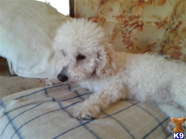 Bichon Frise dog