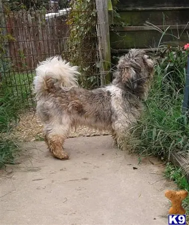 Shih Tzu stud dog