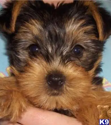 Yorkshire Terrier puppy for sale