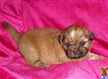 shih tzu puppy posted by shihtzuakc