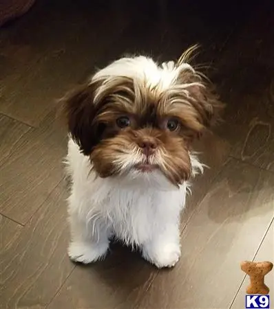 Shih Tzu stud dog