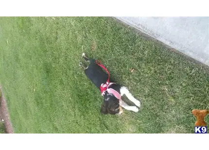 Miniature Australian Shepherd