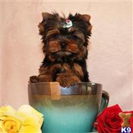 yorkshire terrier puppy posted by shinji4eva
