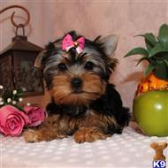 yorkshire terrier puppy posted by shinji4eva