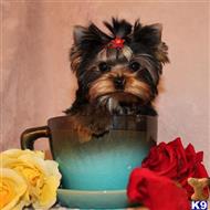 yorkshire terrier puppy posted by shinji4eva