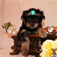 yorkshire terrier puppy posted by shinji4eva