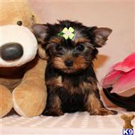 yorkshire terrier puppy posted by shinji4eva