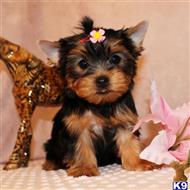 yorkshire terrier puppy posted by shinji4eva