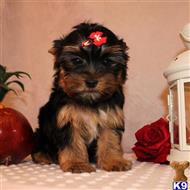 yorkshire terrier puppy posted by shinji4eva