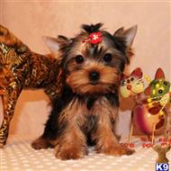 yorkshire terrier puppy posted by shinji4eva