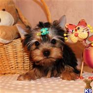 yorkshire terrier puppy posted by shinji4eva