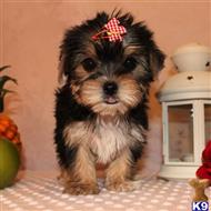 yorkshire terrier puppy posted by shinji4eva
