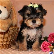 yorkshire terrier puppy posted by shinji4eva