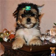yorkshire terrier puppy posted by shinji4eva