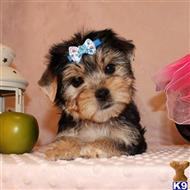 yorkshire terrier puppy posted by shinji4eva