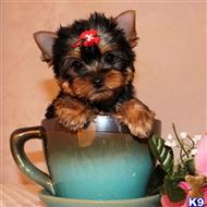 yorkshire terrier puppy posted by shinji4eva