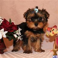 yorkshire terrier puppy posted by shinji4eva