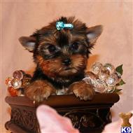 yorkshire terrier puppy posted by shinji4eva