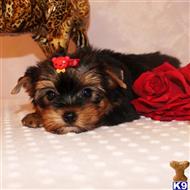 yorkshire terrier puppy posted by shinji4eva