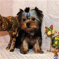 yorkshire terrier puppy posted by shinji4eva