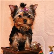 yorkshire terrier puppy posted by shinji4eva