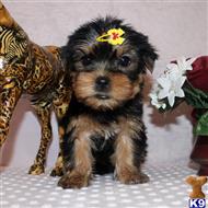 yorkshire terrier puppy posted by shinji4eva