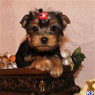 yorkshire terrier puppy posted by shinji4eva