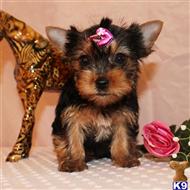 yorkshire terrier puppy posted by shinji4eva