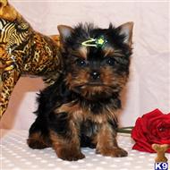 yorkshire terrier puppy posted by shinji4eva