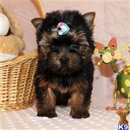 yorkshire terrier puppy posted by shinji4eva
