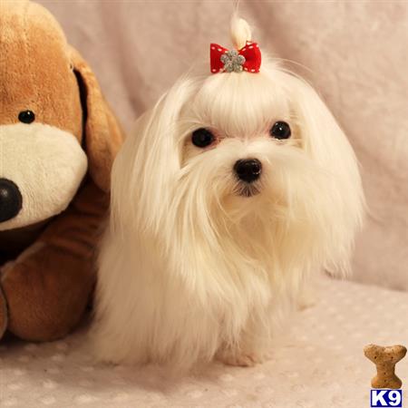 maltese puppy posted by shinji4eva