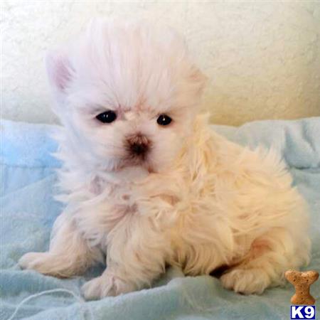 maltese puppy posted by shinji4eva