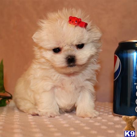 maltese puppy posted by shinji4eva