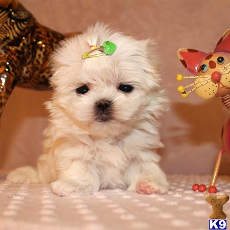 maltese puppy posted by shinji4eva