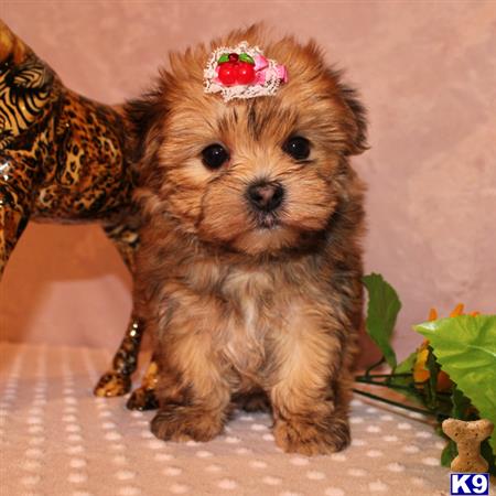 mixed breed puppy posted by shinji4eva