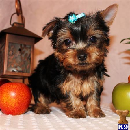 yorkshire terrier puppy posted by shinji4eva