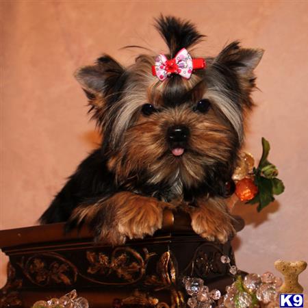yorkshire terrier puppy posted by shinji4eva