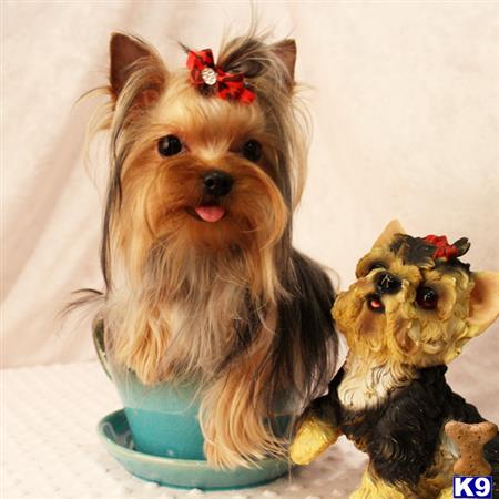 yorkshire terrier puppy posted by shinji4eva