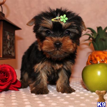 yorkshire terrier puppy posted by shinji4eva