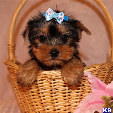 yorkshire terrier puppy posted by shinji4eva
