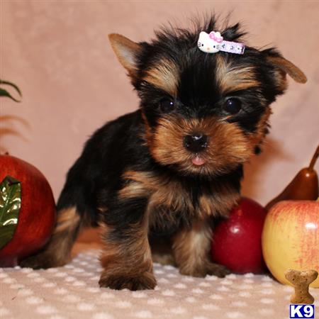yorkshire terrier puppy posted by shinji4eva