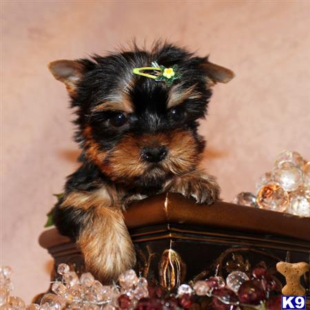 yorkshire terrier puppy posted by shinji4eva