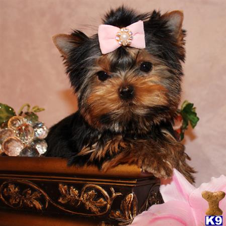yorkshire terrier puppy posted by shinji4eva