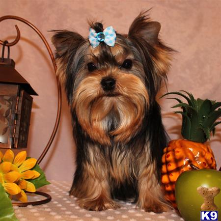 yorkshire terrier puppy posted by shinji4eva