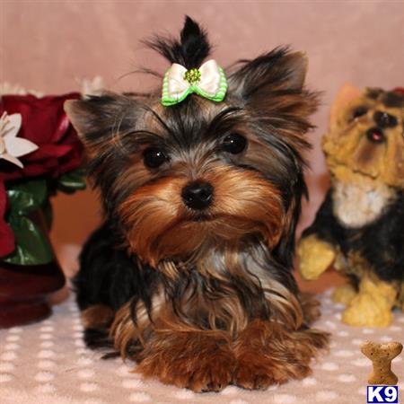 yorkshire terrier puppy posted by shinji4eva