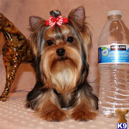 yorkshire terrier puppy posted by shinji4eva